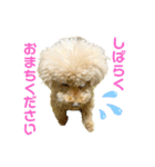 トイプードル さくらさん3（個別スタンプ：3）