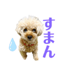 トイプードル さくらさん3（個別スタンプ：5）