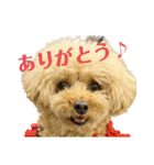 トイプードル さくらさん3（個別スタンプ：7）