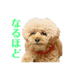 トイプードル さくらさん3（個別スタンプ：9）