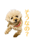 トイプードル さくらさん3（個別スタンプ：10）