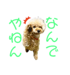 トイプードル さくらさん3（個別スタンプ：12）