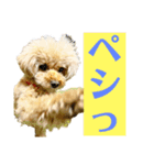 トイプードル さくらさん3（個別スタンプ：14）