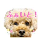 トイプードル さくらさん3（個別スタンプ：15）