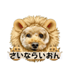 トイプードル さくらさん3（個別スタンプ：16）