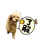 トイプードル さくらさん3（個別スタンプ：18）