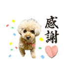 トイプードル さくらさん3（個別スタンプ：22）