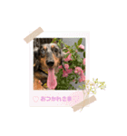 ダックスフンドティノくん（個別スタンプ：15）