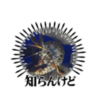 suchamaスタンプ（個別スタンプ：5）