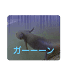 suchamaスタンプ（個別スタンプ：6）