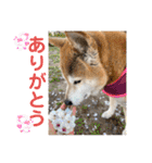 むぎ＆あずき（個別スタンプ：1）