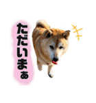 むぎ＆あずき（個別スタンプ：2）