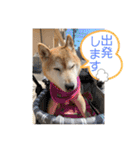 むぎ＆あずき（個別スタンプ：3）