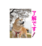 むぎ＆あずき（個別スタンプ：6）