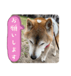 むぎ＆あずき（個別スタンプ：8）