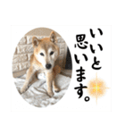 むぎ＆あずき（個別スタンプ：9）