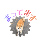 むぎ＆あずき（個別スタンプ：10）
