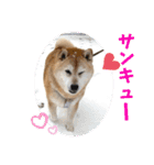 むぎ＆あずき（個別スタンプ：11）