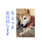 むぎ＆あずき（個別スタンプ：13）
