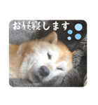 むぎ＆あずき（個別スタンプ：14）