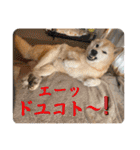 むぎ＆あずき（個別スタンプ：15）