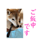 むぎ＆あずき（個別スタンプ：16）