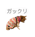 むぎ＆あずき（個別スタンプ：26）