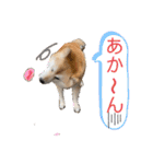 むぎ＆あずき（個別スタンプ：27）