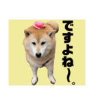 むぎ＆あずき（個別スタンプ：28）