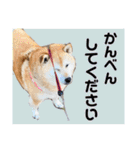 むぎ＆あずき（個別スタンプ：29）