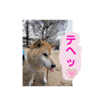 むぎ＆あずき（個別スタンプ：30）