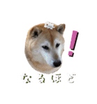 むぎ＆あずき（個別スタンプ：35）