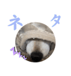むぎ＆あずき（個別スタンプ：40）