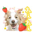 イケメンボーダー☆クゥガ王子（個別スタンプ：7）