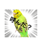 うちのブリちゃん（インコ）（個別スタンプ：1）