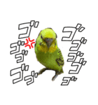 うちのブリちゃん（インコ）（個別スタンプ：2）