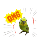 うちのブリちゃん（インコ）（個別スタンプ：3）