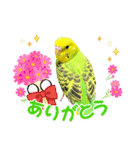 うちのブリちゃん（インコ）（個別スタンプ：6）