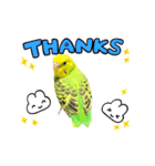 うちのブリちゃん（インコ）（個別スタンプ：8）