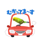 うちのブリちゃん（インコ）（個別スタンプ：9）