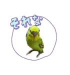 うちのブリちゃん（インコ）（個別スタンプ：10）