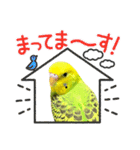 うちのブリちゃん（インコ）（個別スタンプ：11）