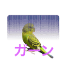 うちのブリちゃん（インコ）（個別スタンプ：12）