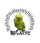 うちのブリちゃん（インコ）（個別スタンプ：13）