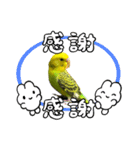 うちのブリちゃん（インコ）（個別スタンプ：14）