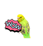 うちのブリちゃん（インコ）（個別スタンプ：19）