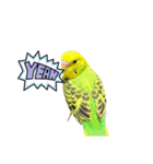 うちのブリちゃん（インコ）（個別スタンプ：20）