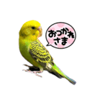うちのブリちゃん（インコ）（個別スタンプ：21）