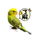 うちのブリちゃん（インコ）（個別スタンプ：22）