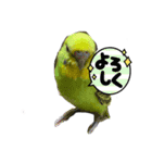うちのブリちゃん（インコ）（個別スタンプ：24）